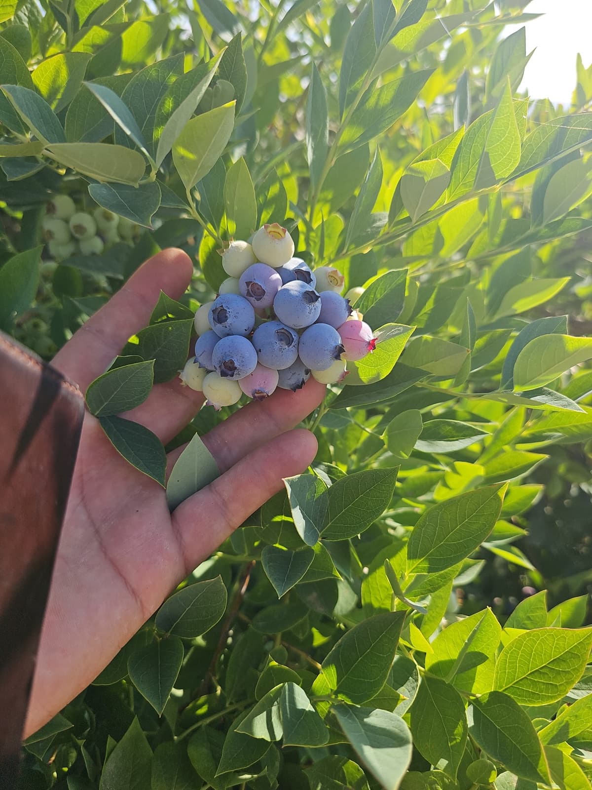 Handful of ripe organic blueberries on the bush
