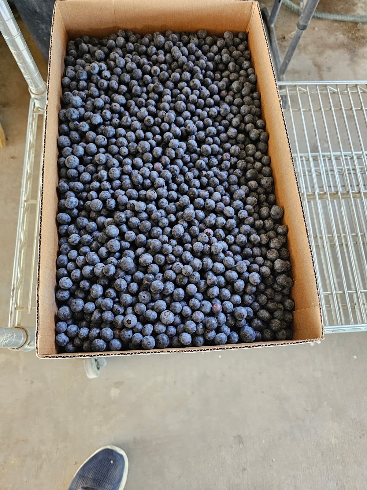 Bulk box of loose organic blueberries